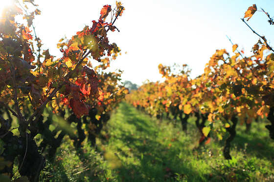 Domaine Virgile Joly / Chambre d'hôtes Mimosa - photo 4