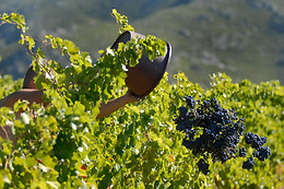 Domaine Virgile Joly / Chambre d'hôtes Mimosa