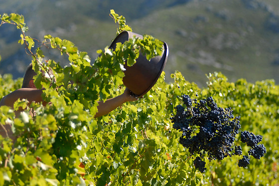 Domaine Virgile Joly / Chambre d'hôtes Mimosa - photo 1
