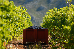 Domaine Virgile Joly / Chambre d'hôtes Mimosa
