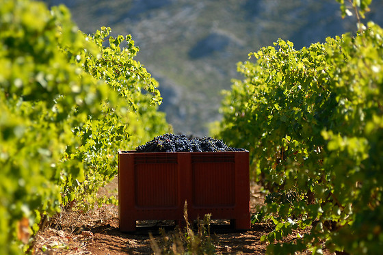 Domaine Virgile Joly / Chambre d'hôtes Mimosa - photo 0