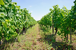 Domaine du Vieil Orme