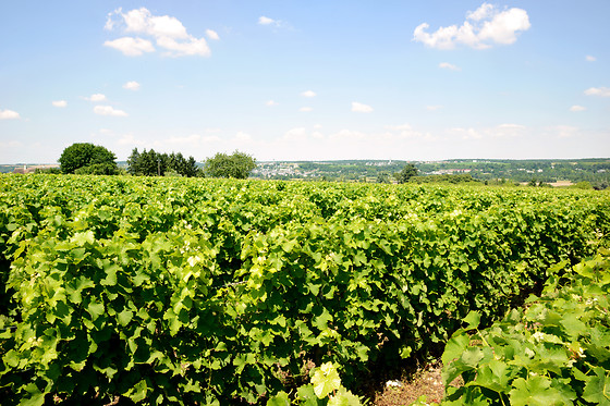 Domaine du Vieil Orme - photo 3