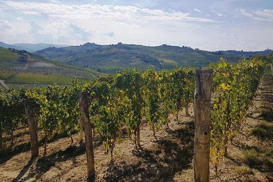 Soggiorno di una notte tra i vigneti presso l'Agriturismo Vecchio Torchio in provincia di Asti