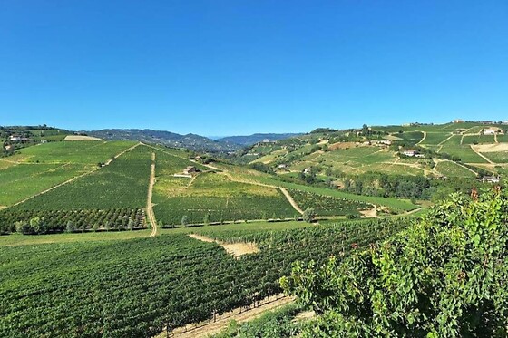 Soggiorno di una notte tra i vigneti presso l'Agriturismo Vecchio Torchio in provincia di Asti