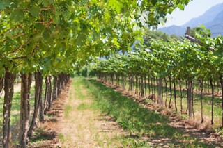 Soggiorno enogastronomico di una notte con visita alle cantine presso Agriturismo Revéna in provincia di Verona