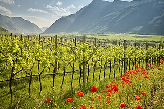 Visita alla cantina e ai vigneti con degustazione di vini e omaggio enologico presso La Cadalora, provincia di Trento