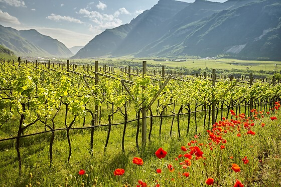 Visita alla cantina e ai vigneti con degustazione di vini e omaggio enologico presso La Cadalora, provincia di Trento