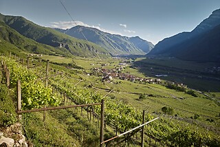 Visita in bici o a piedi della cantina e degustazione di vino presso La Cadalora, provincia di Trento