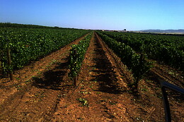 BODEGAS AL ZAGAL