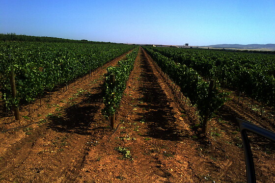 BODEGAS AL ZAGAL - photo 4
