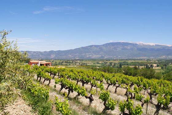 BODEGA MARQUES DE MONTECIERZO - photo 3