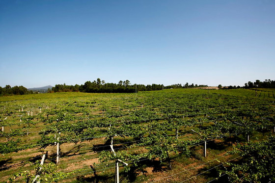 BODEGA ADEGA VALDES - photo 3