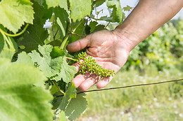 Château Clos Mignon