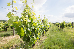 Château Clos Mignon
