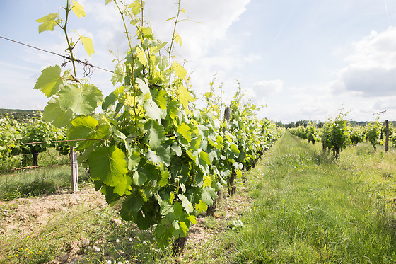 Château Clos Mignon - photo 12