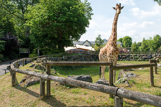 Parc zoologique de Maubeuge - photo 11