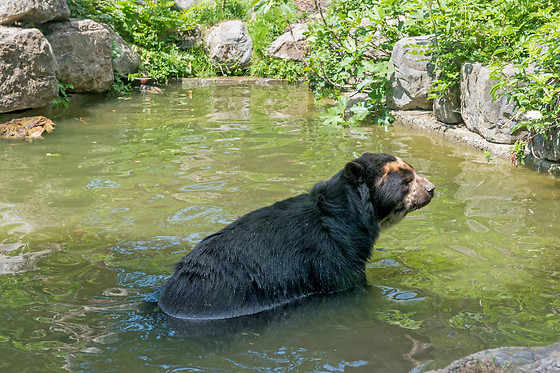 Parc zoologique de Maubeuge - photo 18