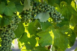 Azienda Vitivinicola La Caminà