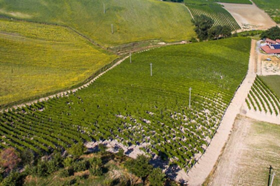 Azienda Vitivinicola La Caminà - photo 3