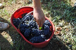 Azienda Vitivinicola La Caminà