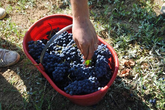Azienda Vitivinicola La Caminà - photo 4