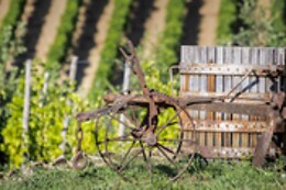 Azienda Vitivinicola La Caminà