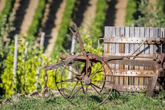 Azienda Vitivinicola La Caminà - photo 5