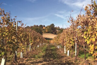 Visita alla cantina con degustazione di vino e bottiglia in omaggio all'Agriturismo La Madonnina in provincia di Parma