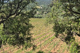 Vigna de Luceri