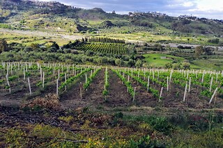 Visita alla cantina con degustazione di tre vini presso l'Agriturismo Feudo Gagliardi in provincia di Reggio Calabria