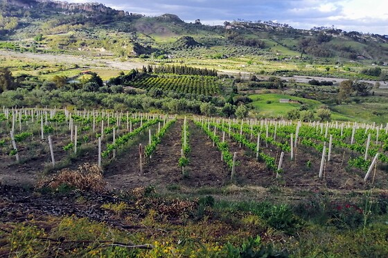 Visita alla cantina con degustazione di tre vini presso l'Agriturismo Feudo Gagliardi in provincia di Reggio Calabria