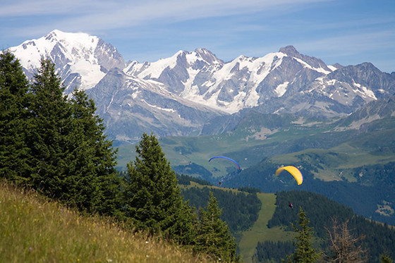 Les Volatiles - photo 5