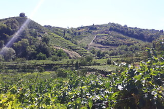 Visita ai vigneti con degustazione e omaggio enologico presso Società Agricola Casarotto in provincia di Verona