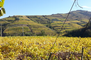 Visita ai vigneti con degustazione e omaggio enologico presso Società Agricola Casarotto in provincia di Verona