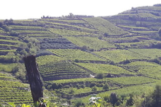 Visita ai vigneti con degustazione e omaggio enologico presso Società Agricola Casarotto in provincia di Verona