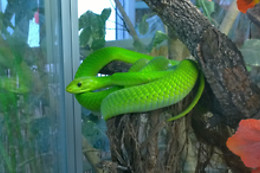 Planet Exotica