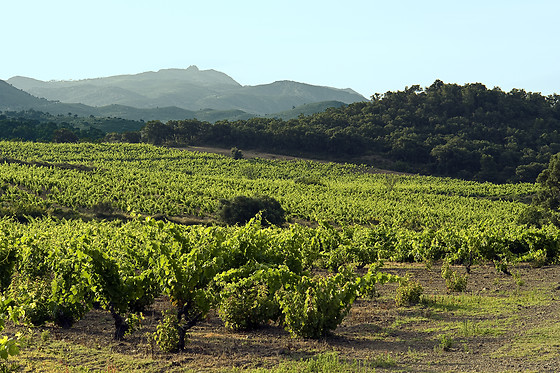 BODEGA MAS LLUNES - photo 2