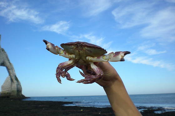 Natterra - photo 19