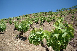 CELLERS BARONIA DEL MONTSANT