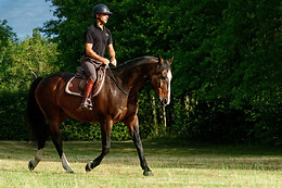 Haras de la Cense