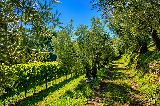 Colle d'Oro sul Lago - photo 3