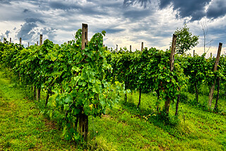 Visita guidata al vigneto con degustazione di tre vini e bottiglia di vino in omaggio presso Colle d'Oro sul Lago in provincia di Verona