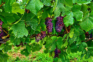 Visita guidata al vigneto con degustazione di tre vini e bottiglia di vino in omaggio presso Colle d'Oro sul Lago in provincia di Verona