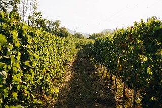 Visita guidata con degustazione di vino, prodotti tipici e omaggio enologico alla Cantina Il Monticello in provincia di La Spezia