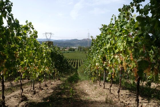 Cantina Il Monticello - photo 1