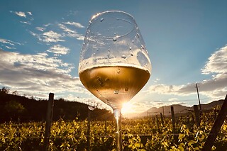 Fuga di una notte tra i vigneti con degustazione di vini presso Azienda Agricola dell'Erba in provincia di Savona