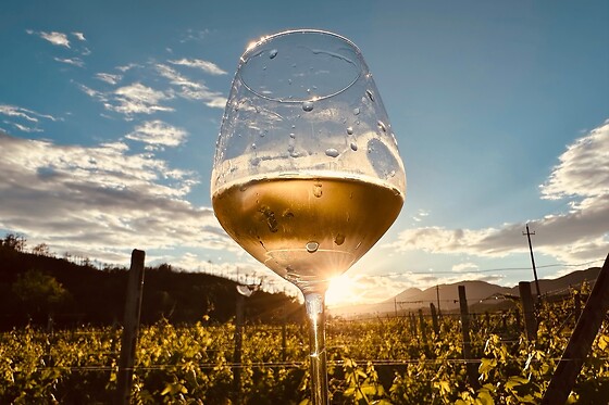 Fuga di una notte tra i vigneti con degustazione di vini presso Azienda Agricola dell'Erba in provincia di Savona