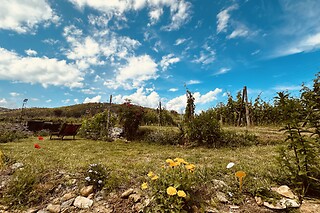 Fuga di una notte tra i vigneti con degustazione di vini presso Azienda Agricola dell'Erba in provincia di Savona