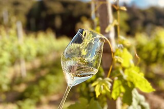Fuga di una notte tra i vigneti con degustazione di vini presso Azienda Agricola dell'Erba in provincia di Savona